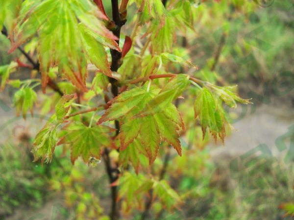 挪威槭黄金枫